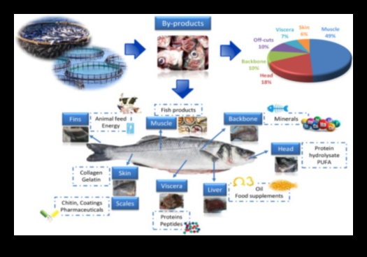 המשך מאכלי ים בר קיימא: שיטות ידידותיות לסביבה בתעשיות דיג