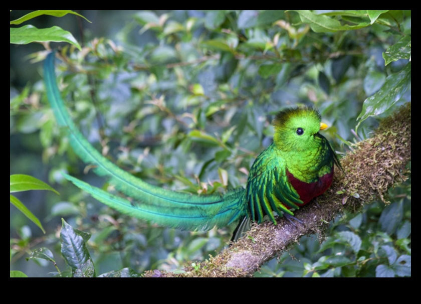 רשימת הדליים של צפר: חובה לראות ציפורים ברחבי העולם