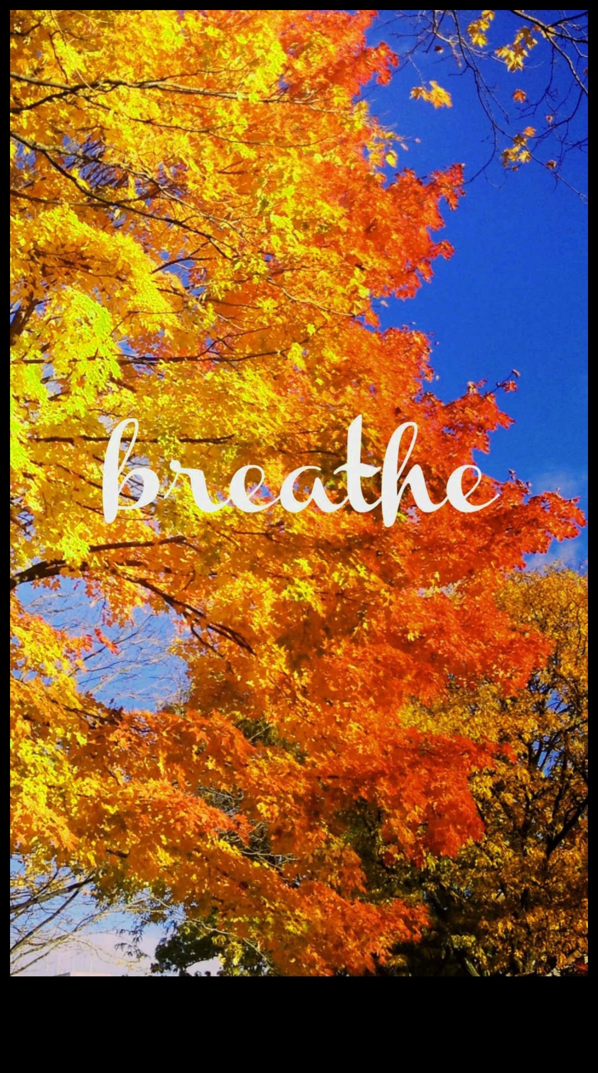 הילות סתיו: לכידת את חמימות הסתיו עם סגנונות צילום עונתיים