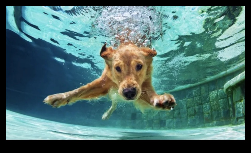 Puppy Pool Paw-ty המשיך להתקרר עם 5 משחקי המים האלה לכלבים 4 Puppy Pool Paw-ty המשך: הוספת משחקי מים לכלבים