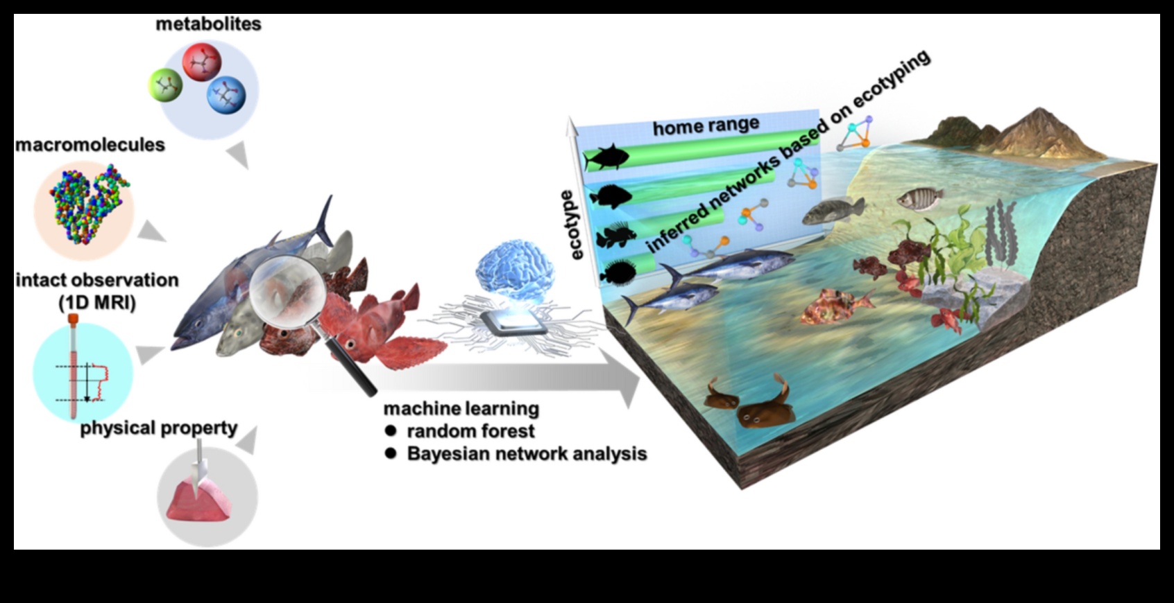Fishonomics 101: כיצד דגים תורמים למערכות אקולוגיות