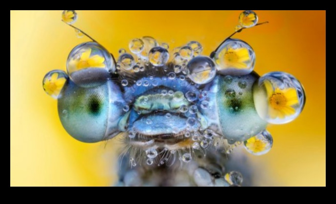 כרוניקות של מפגש קרוב: טבילה בתענוגות צילום מאקרו