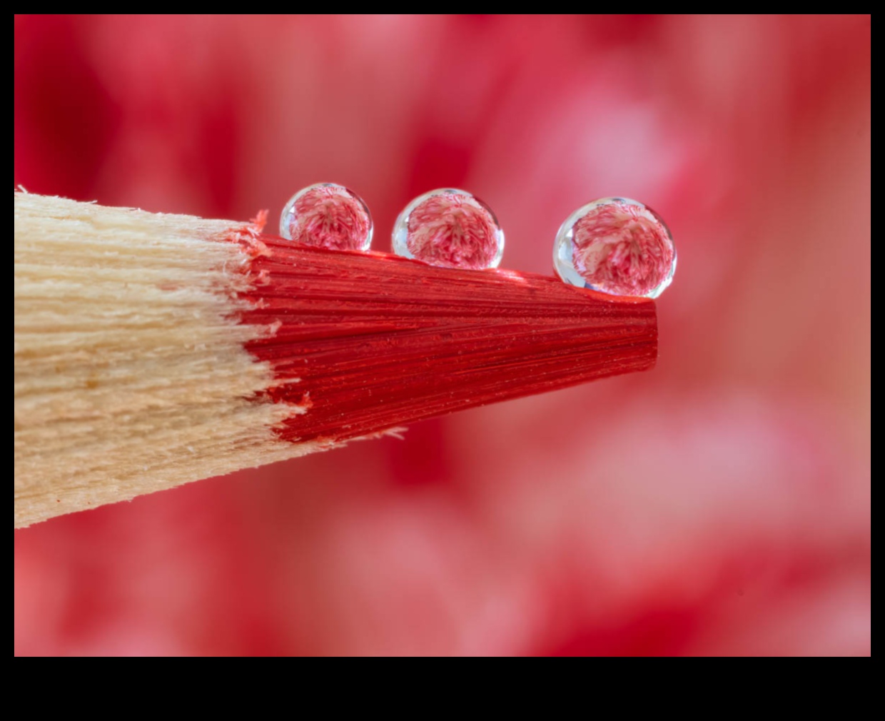 כרוניקות של מפגש קרוב: טבילה בתענוגות צילום מאקרו