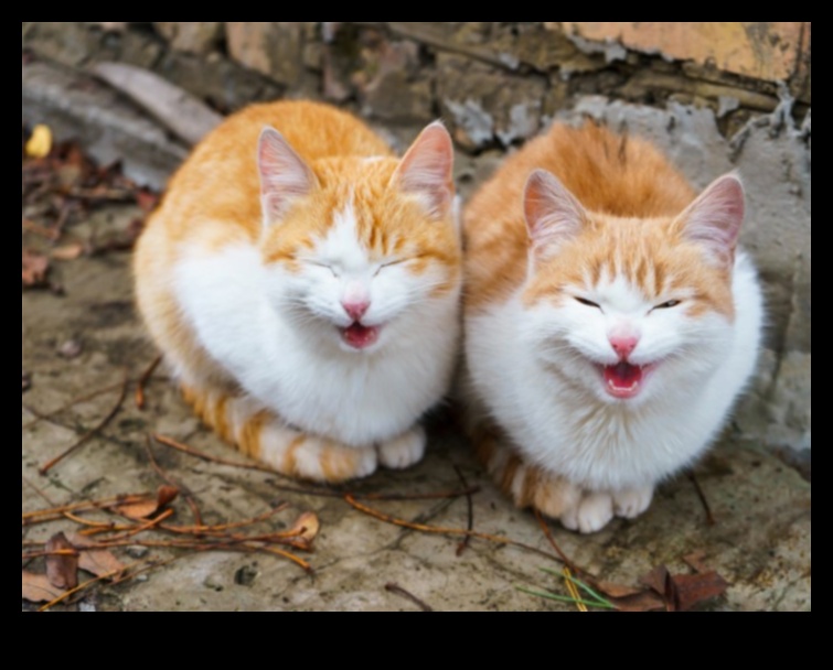 מוטיבציית מיאו: שמירה על החתול שלך שמח ומרוצה