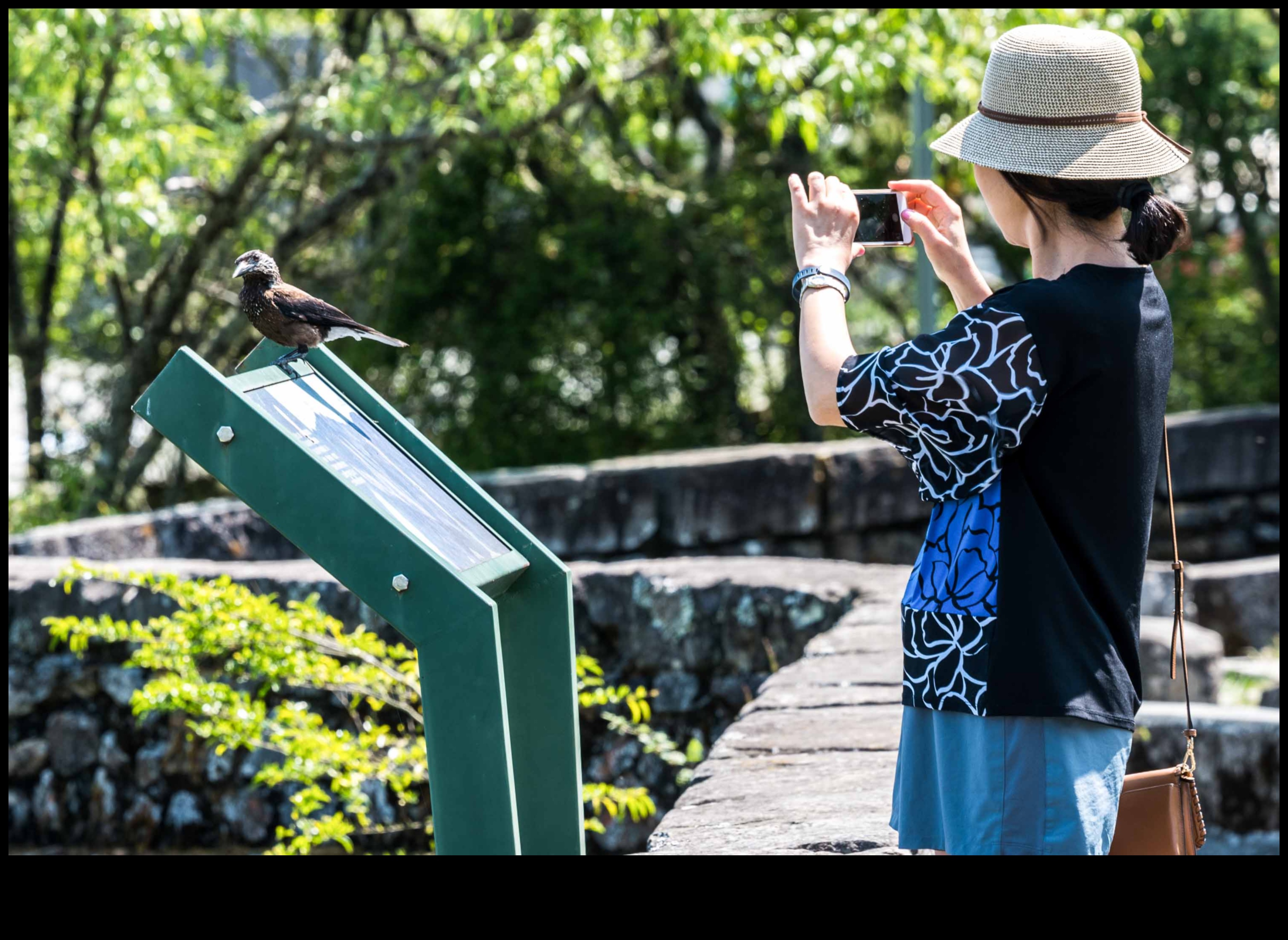 הרפתקאות צפרות עירוניות: גילוי חיות בר בעיר