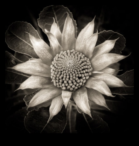 אגדות עדשות: יצירת מצוינות באמצעות חינוך מקיף לצילום