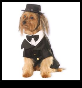 Dapper Doggies: ביגוד ואביזרים לחיות מחמד עשה זאת בעצמך