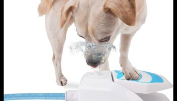 Puppy Pool Paw-ty המשך: הוספת משחקי מים לכלבים