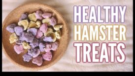 פינוקי עשה זאת בעצמך אוגר המשך: מתכונים יצירתיים ובריאים