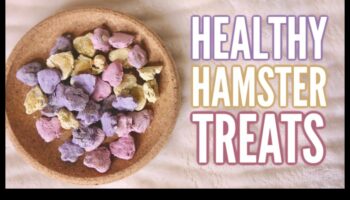 פינוקי עשה זאת בעצמך אוגר המשך: מתכונים יצירתיים ובריאים