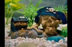 דגים בסגנון חופשי: קישוט מאולתר לאקווריומים