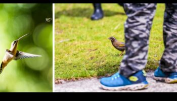 הרפתקאות צפרות עירוניות: גילוי חיות בר בעיר