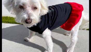 כלבלב דקור סנוור: מעלה את הסגנון של הכלב שלך עם אביזרים אופנתיים