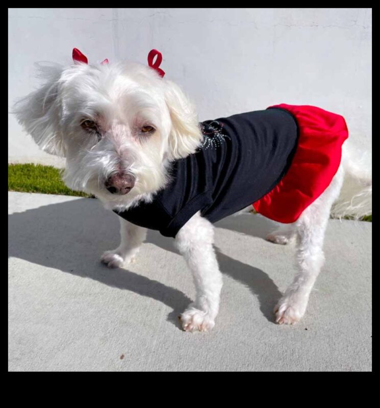 כלבלב דקור סנוור: מעלה את הסגנון של הכלב שלך עם אביזרים אופנתיים