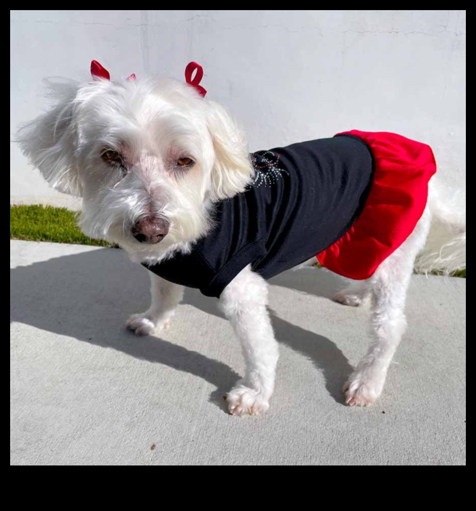 כלבלב דקור סנוור: מעלה את הסגנון של הכלב שלך עם אביזרים אופנתיים