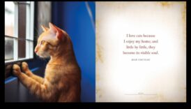 מוטיבציית מיאו: שמירה על החתול שלך שמח ומרוצה