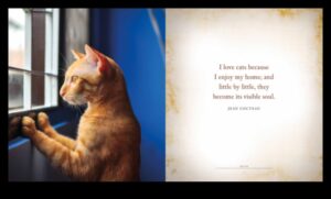 מוטיבציית מיאו: שמירה על החתול שלך שמח ומרוצה