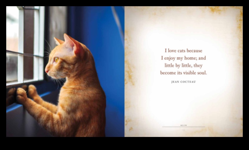 מוטיבציית מיאו: שמירה על החתול שלך שמח ומרוצה