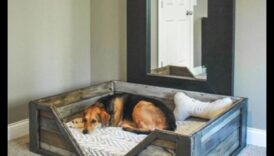 מיטות כלבלב עשה זאת בעצמך: יצירת מפלטים נוחים עבור הגור שלך