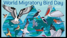 מפגש עולמי: חוגגים את ימי הציפורים הבינלאומיים