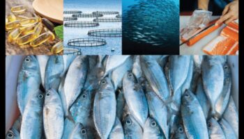המשך מאכלי ים בר קיימא: שיטות ידידותיות לסביבה בתעשיות דיג