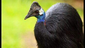 רשימת הדליים של צפר: חובה לראות ציפורים ברחבי העולם