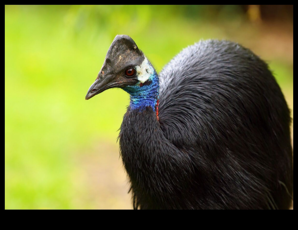 רשימת הדליים של צפר: חובה לראות ציפורים ברחבי העולם